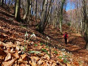41 Galanthus nivalis (Bucanevi) nella faggeta